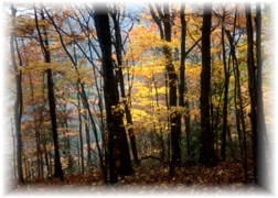 Fall foliage at Watoga State Park