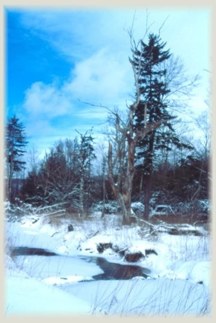 Cranberry Glades winter scene