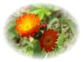 Photo of orange hawkweed