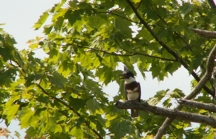 Belted Kingfisher