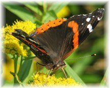Red Admiral Butterfly