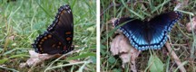 Photo of Redspotted Purple butterfly.