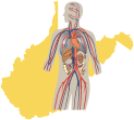 Symbol - map of WV with a human cardiovascular system imposed on it.