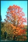 Maple tree in autumn reds and yellows