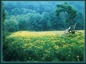 View of field of goldenrod in bloom along the trail