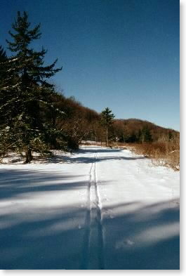 Cranberry Glades